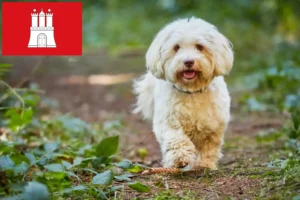 Scopri di più sull'articolo Allevatori e cuccioli di Havanese a Amburgo