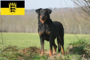 Scopri di più sull'articolo Allevatori di Beauceron e cuccioli in Baden-Württemberg