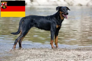 Scopri di più sull'articolo Allevatori di Beauceron e cuccioli in Renania-Palatinato