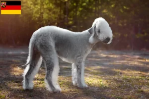 Scopri di più sull'articolo Allevatori di Bedlington Terrier e cuccioli in Renania-Palatinato