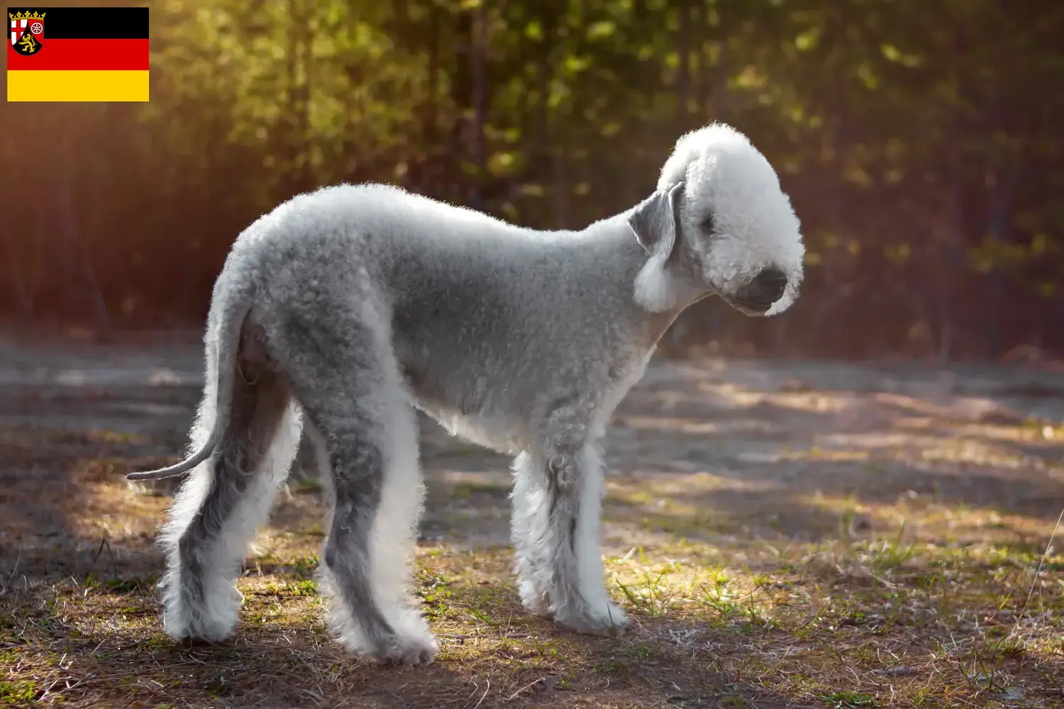 Scopri di più sull'articolo Allevatori di Bedlington Terrier e cuccioli in Renania-Palatinato