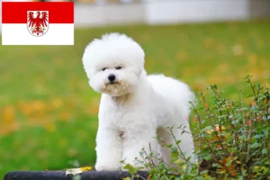 Scopri di più sull'articolo Allevatori di Bichon Frisé e cuccioli a Brandeburgo