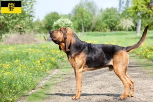 Scopri di più sull'articolo Allevatori di Bloodhound e cuccioli in Baden-Württemberg