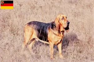 Scopri di più sull'articolo Allevatori e cuccioli di Bloodhound in Renania-Palatinato