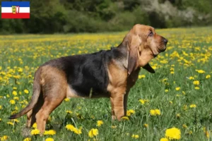 Scopri di più sull'articolo Allevatori di Bloodhound e cuccioli in Schleswig-Holstein