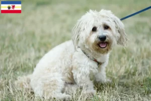 Scopri di più sull'articolo Allevatori di Bolognesi e cuccioli in Meclemburgo-Pomerania Anteriore