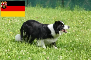 Scopri di più sull'articolo Allevatori di Border Collie e cuccioli in Renania-Palatinato