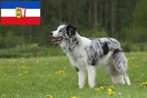 Scopri di più sull'articolo Allevatori di Border Collie e cuccioli in Schleswig-Holstein