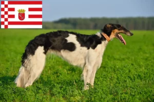 Scopri di più sull'articolo Allevatori di Borzoi e cuccioli a Brema