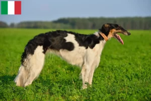 Scopri di più sull'articolo Allevatori di Borzoi e cuccioli in Italia