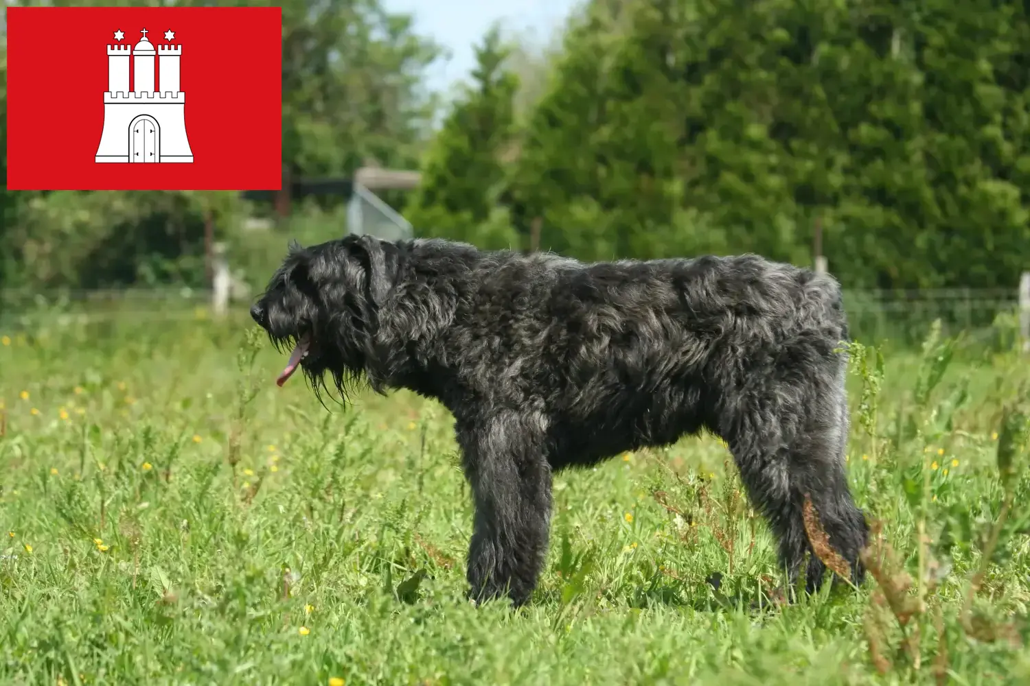 Scopri di più sull'articolo Allevatori di Bouvier des Flandres e cuccioli a Amburgo