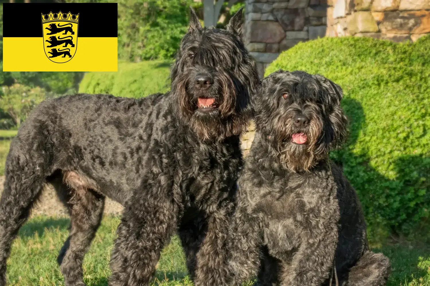 Scopri di più sull'articolo Allevatori di Bouvier des Flandres e cuccioli in Baden-Württemberg