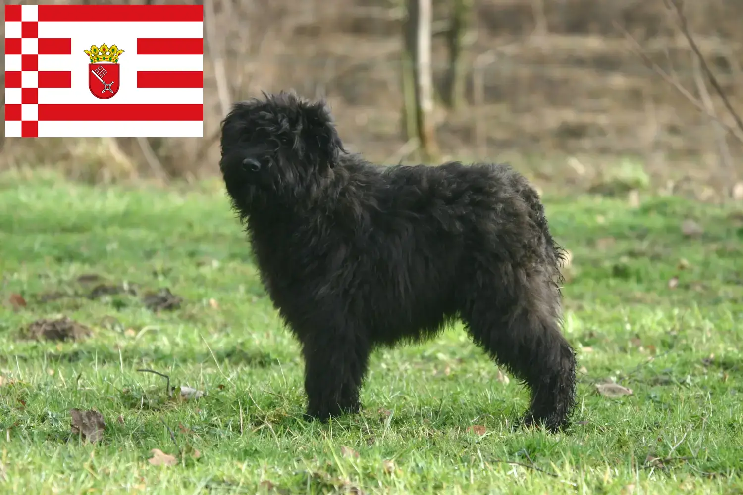 Scopri di più sull'articolo Allevatori di Bouvier des Flandres e cuccioli a Brema