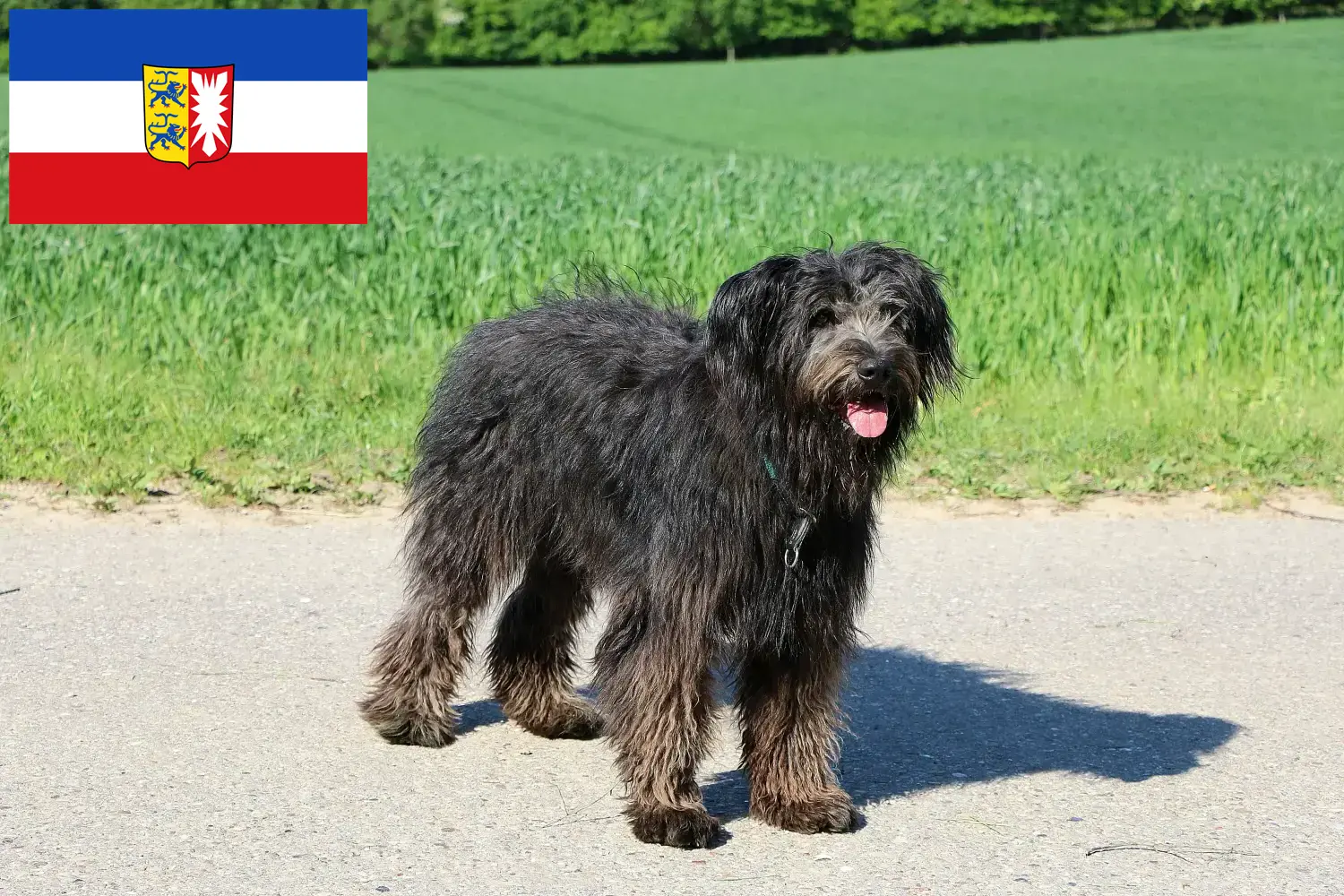 Scopri di più sull'articolo Allevatori di Bouvier des Flandres e cuccioli in Schleswig-Holstein