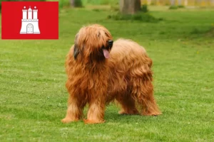 Scopri di più sull'articolo Allevatori di Briard e cuccioli a Amburgo