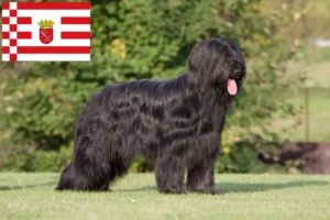 Scopri di più sull'articolo Allevatore di Briard e cuccioli a Brema