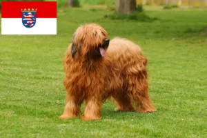 Scopri di più sull'articolo Allevatori di Briard e cuccioli in Hessen