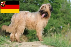 Scopri di più sull'articolo Allevatori di Briard e cuccioli in Renania-Palatinato