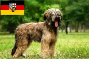 Scopri di più sull'articolo Allevatori di Briard e cuccioli in Saarland