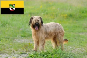 Scopri di più sull'articolo Allevatori di Briard e cuccioli in Sassonia-Anhalt