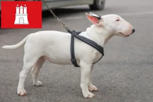 Scopri di più sull'articolo Allevatori di Bull Terrier in miniatura e cuccioli a Amburgo