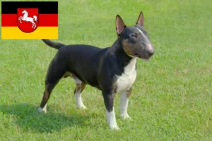 Scopri di più sull'articolo Allevatori di Bull Terrier in miniatura e cuccioli in Bassa Sassonia