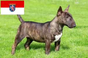 Scopri di più sull'articolo Allevatori di Bull Terrier in miniatura e cuccioli in Hessen