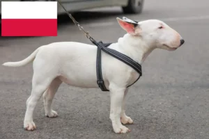 Scopri di più sull'articolo Allevatori di Bull Terrier in miniatura e cuccioli in Polonia