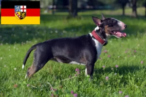 Scopri di più sull'articolo Allevatori di Bull Terrier in miniatura e cuccioli in Saarland