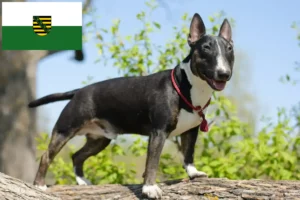 Scopri di più sull'articolo Allevatori di Bull Terrier in miniatura e cuccioli in Sassonia