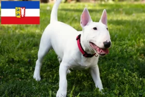 Scopri di più sull'articolo Allevatori di Bull Terrier in miniatura e cuccioli in Schleswig-Holstein