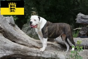 Scopri di più sull'articolo Allevatori e cuccioli di American Bulldog in Baden-Württemberg