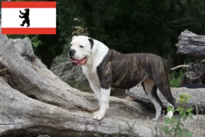 Scopri di più sull'articolo Allevatori di Bulldog Americani e cuccioli a Berlino