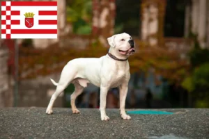 Scopri di più sull'articolo Allevatori di Bulldog Americani e cuccioli a Bremen