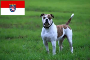 Scopri di più sull'articolo Allevatori di Bulldog Americani e cuccioli a Hessen