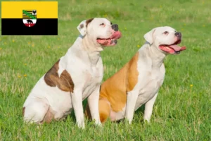 Scopri di più sull'articolo Allevatori di Bulldog Americani e cuccioli in Sassonia-Anhalt