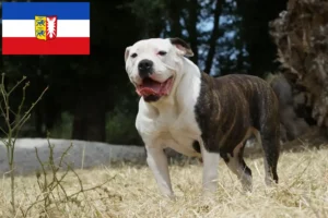 Scopri di più sull'articolo Allevatori e cuccioli di American Bulldog in Schleswig-Holstein