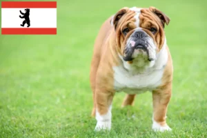 Scopri di più sull'articolo Allevatori e cuccioli di Bulldog Inglese a Berlino