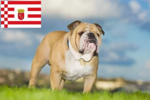 Scopri di più sull'articolo Allevatore di Bulldog Inglese e cuccioli a Bremen