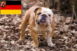 Scopri di più sull'articolo Allevatori e cuccioli di Bulldog Inglese in Renania-Palatinato