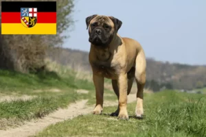 Scopri di più sull'articolo Allevatori di Bullmastiff e cuccioli in Saarland