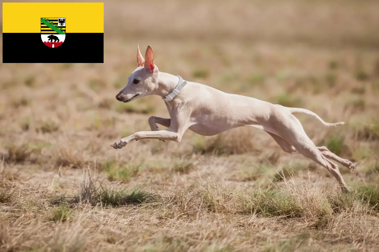 Scopri di più sull'articolo Allevatori e cuccioli di cagnolino italiano in Sassonia-Anhalt