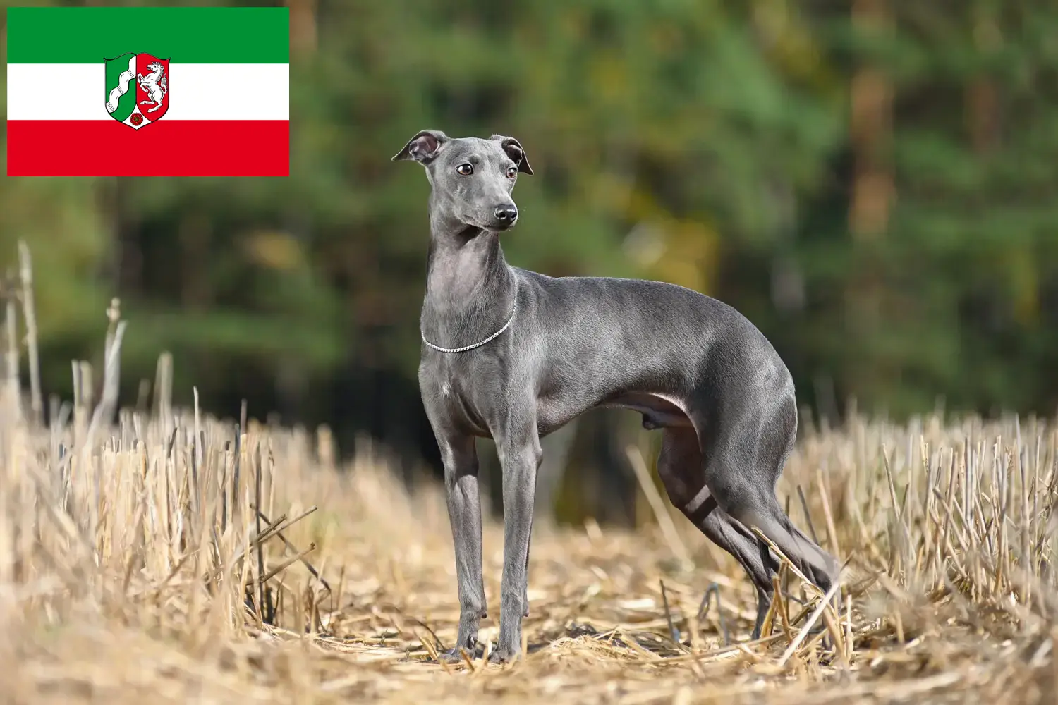 Scopri di più sull'articolo Allevatori e cuccioli di cagnolini italiani in Nord Reno-Westfalia