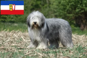 Scopri di più sull'articolo Allevatori di Collie Barbuti e cuccioli in Schleswig-Holstein