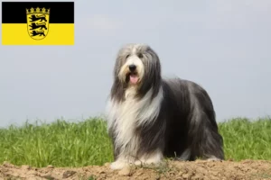 Scopri di più sull'articolo Allevatori e cuccioli di Collie Barbuto in Baden-Württemberg