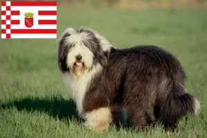 Scopri di più sull'articolo Allevamenti e cuccioli di Collie Barbuto a Brema