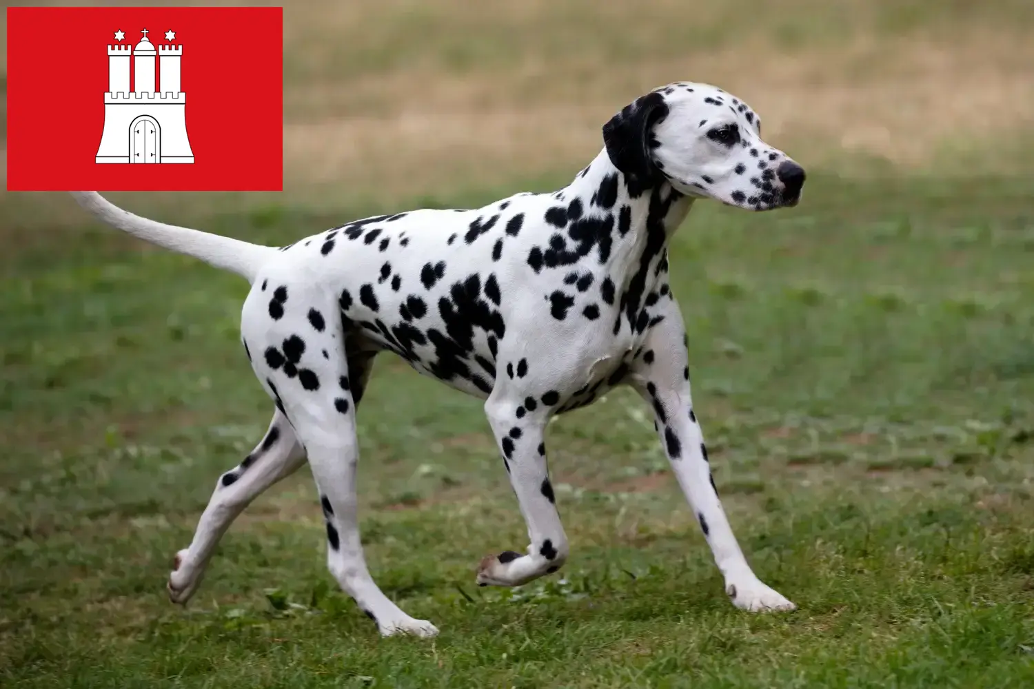 Scopri di più sull'articolo Allevatori di Dalmata e cuccioli a Amburgo