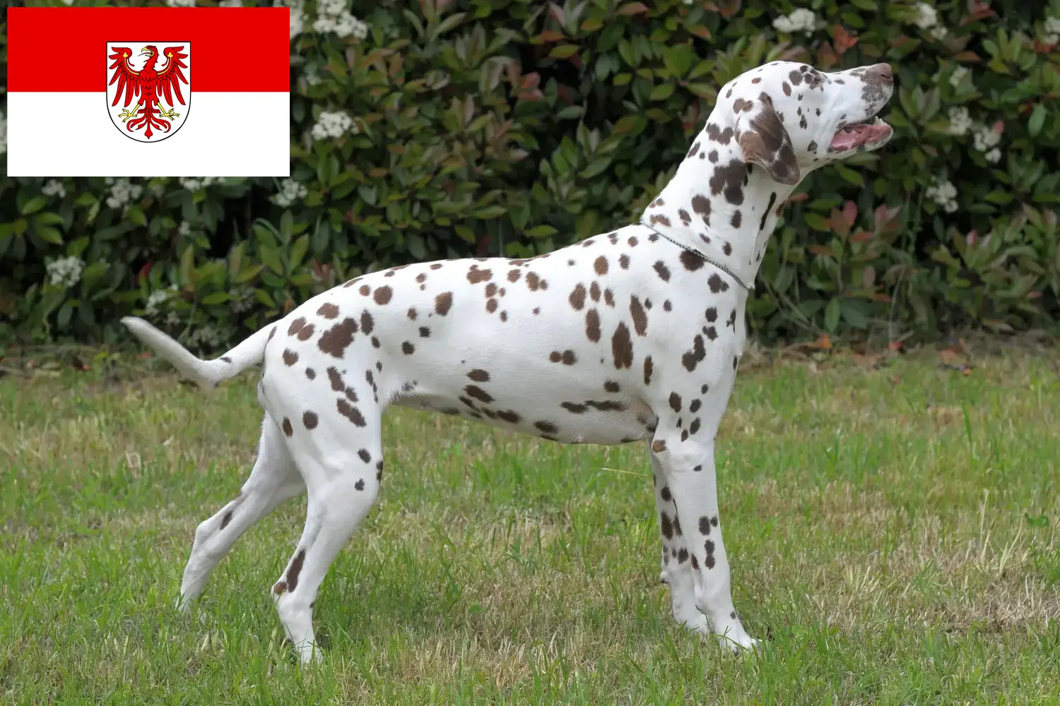 Scopri di più sull'articolo Allevatori di Dalmata e cuccioli in Brandeburgo