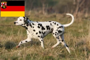 Scopri di più sull'articolo Allevatori e cuccioli di Dalmata in Renania-Palatinato