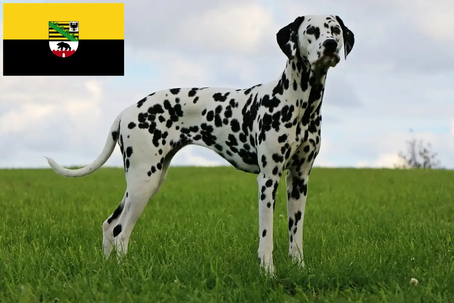 Scopri di più sull'articolo Allevatori e cuccioli di Dalmata in Sassonia-Anhalt